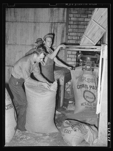 Filling and tying sacks of citrus pulp. Grapefruit juice canning plant, Weslaco, Texas