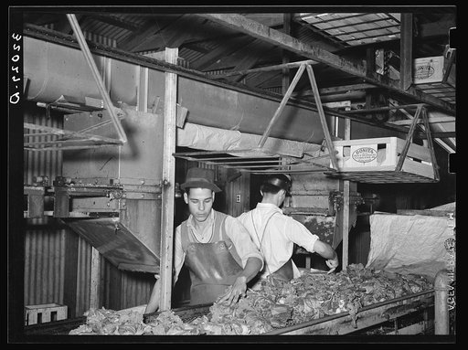 Packing broccoli. Elsa, Texas