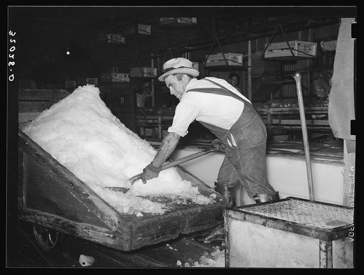 Shovelling shaved ice into conveyor system. Vegetable packing plant, Elsa, Texas