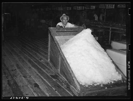 Untitled photo, possibly related to: Shovelling shaved ice into conveyor system. Vegetable packing plant, Elsa, Texas