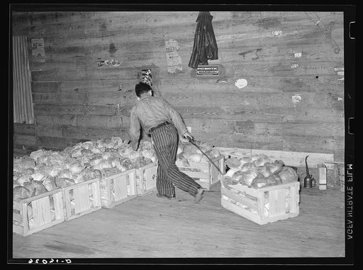 Skidding crate of cabbages in warehouse. Alamo, Texas