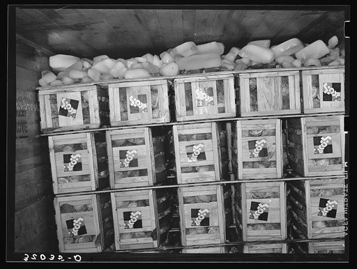 Icing and packing arrangements of car load of cabbage. Alamo, Texas