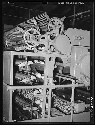 Washing grapefruit. Citrus packing plant, Weslaco, Texas