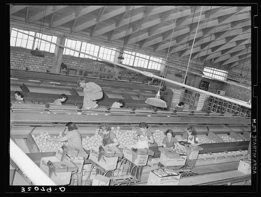 Grapefruit packing plant. Weslaco, Texas