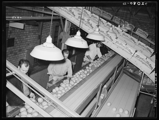 Inspecting and grading grapefruit. Packing plant, Weslaco, Texas