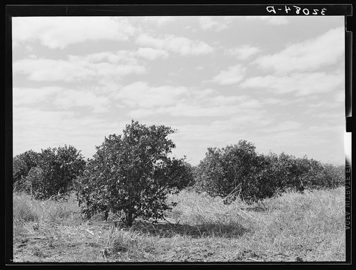 Abandoned citrus grove near Weslaco, Texas. Note the great amount of underbrush. There are several of these abandoned groves in this section, due to lack of finances for cultivation and irrigation. There is also much absentee ownership in the citrus industry