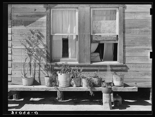 Bench of potted plants at side of home of Mexican day laborer. Near Santa Maria, Texas