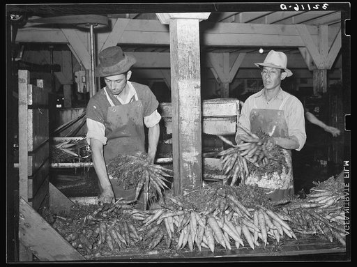 First step in packing carrots is to move them from truck to washing conveyor. Elsa, Texas