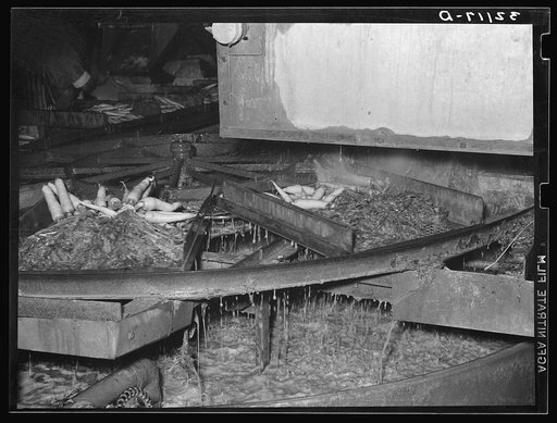 Washing table for carrots. Vegetable packing plant, Elsa, Texas