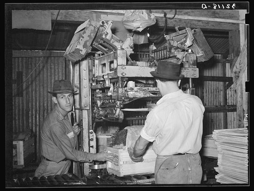Lidding machine. Vegetable packing plant, Elsa, Texas