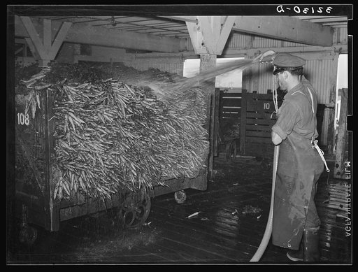 First washing of carrots at vegetable packing plant. Elsa, Texas