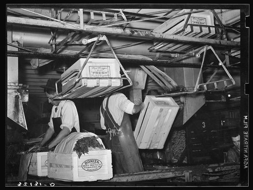 Packing carrots. Elsa, Texas