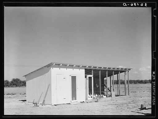 Chicken house of tenant purchase client. Hidalgo County, Texas