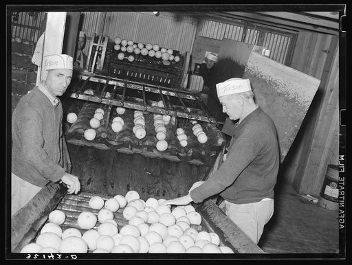 Sorting and washing grapefruit. Grapefruit juice plant, Weslaco, Texas
