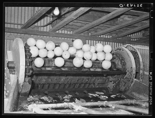 Grapefruit, after being washed in vat, are carried by incline conveyor to machine for scrubbing. They are shown here just before dropping into scrubbing machine. Weslaco, Texas