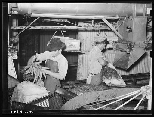 Packing carrots into boxes. Vegetable packing plant, Elsa, Texas