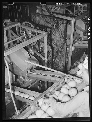 Pushing grapefruit into slicer and juicer. Grapefruit juice canning plant, Weslaco, Texas