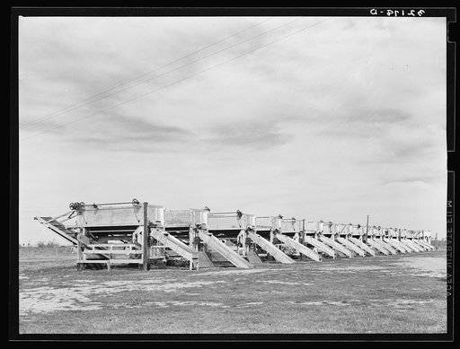 Battery of pea shellers near Mercedes, Texas