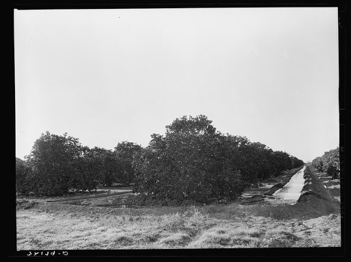 Irrigating citrus orchard near San Juan, Texas