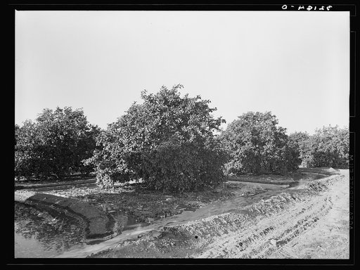 Irrigating citrus orchard near San Juan, Texas