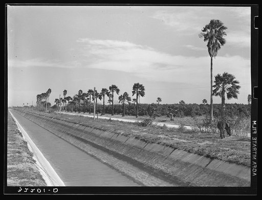 Irrigation canal and irrigated citrus grove. San Juan, Texas