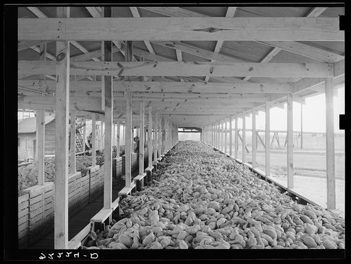 Sweet potatoes in storage bins at starch plant. Laurel, Mississippi