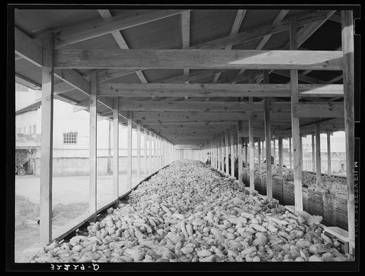 Sweet potatoes in storage bin at starch plant. Laurel, Mississippi