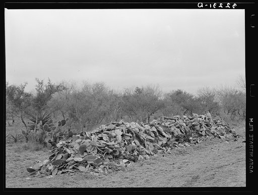 Pile of cactus which has heaped up after grubbing farm land in the process of clearing. It is necessary to pack the cactus very solidly in order to kill. Near Robstown, Texas