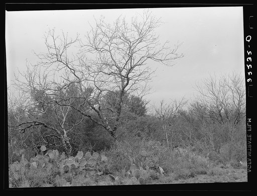 Cactus, mesquite and thick chaparral near Robstown, Texas