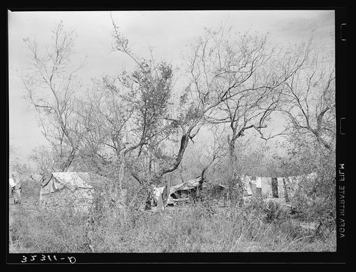 Camp of white migrants in the mesquite near Harlingen, Texas
