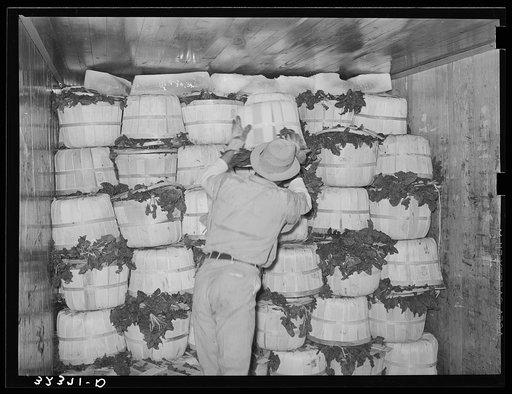 Packing spinach in refrigerator car. La Pryor, Texas