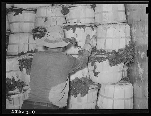 Packing spinach into refrigerator car. La Pryor, Texas