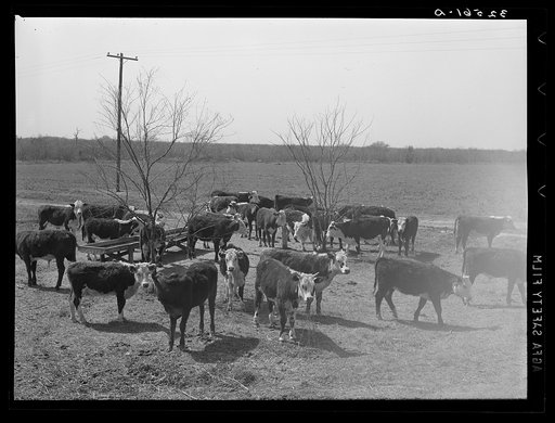 Herd of cattle at feeding trough near Crystal City, Texas