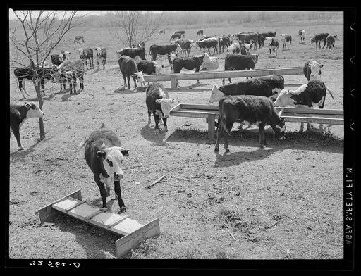 Herd of cattle at feeding trough near Crystal City, Texas