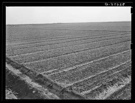 Onion field, irrigated, near Eagle Pass, Texas