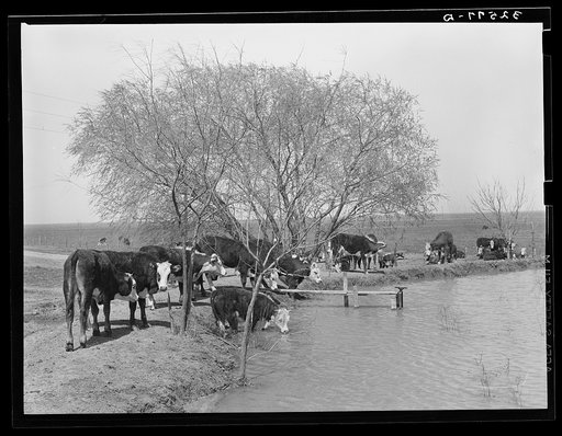 Cattle at water hole near Crystal City, Texas