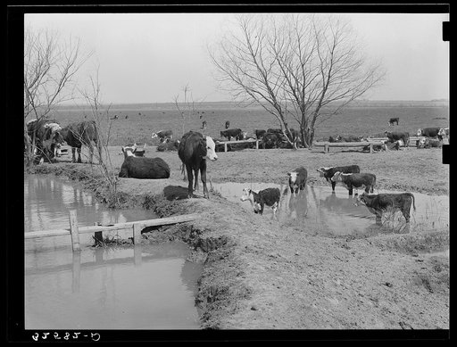 Herd of cattle at water hold near Crystal City, Texas