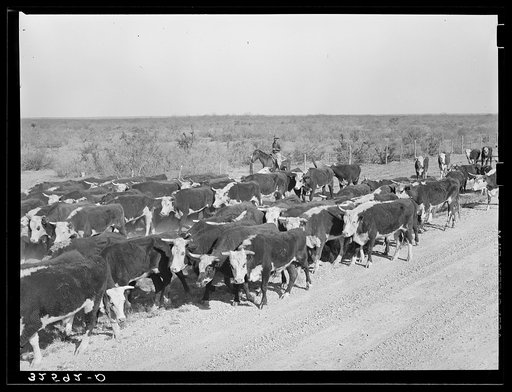Cattle being rounded up near Eagle Pass, Texas