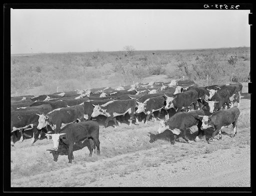 Cattle being rounded up near Eagle Pass, Texas
