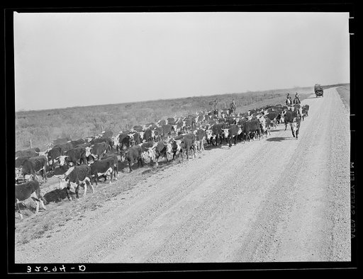 Cattle being rounded up near Eagle Pass, Texas