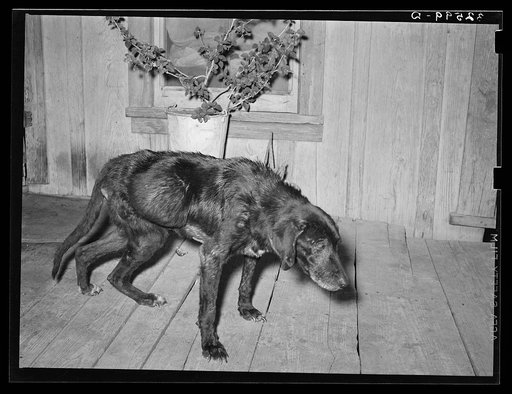 Untitled photo, possibly related to: Very sick old dog on his last legs. His master is a Mexican. San Antonio, Texas