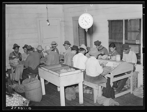 Mexican pecan shellers at work in small non-union plant. San Antonio, Texas
