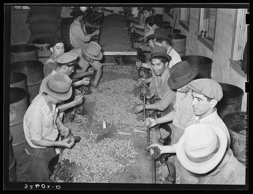 Mexican pecan shellers cracking nuts. Union plant, San Antonio, Texas