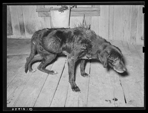 Very sick old dog on his last legs. His master is a Mexican. San Antonio, Texas