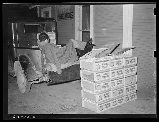 Tomato peddler asleep in back of his truck at early morning vegetable market. San Antonio, Texas