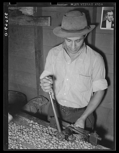 Mexican pecan sheller cracking nuts, non-union plant. San Antonio, Texas