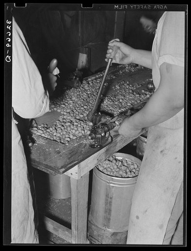Mexican pecan sheller cracking nuts, non-union plant. San Antonio, Texas