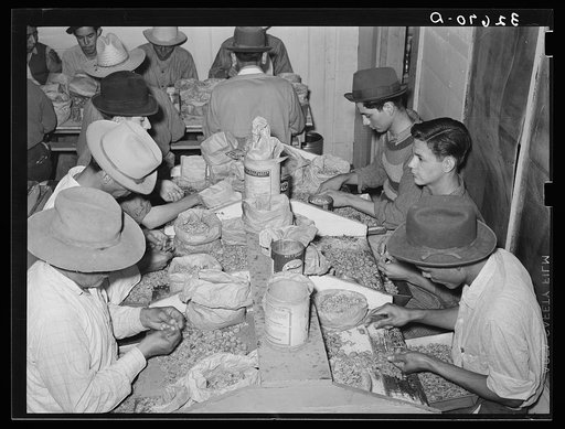 Mexican pecan shellers removing nuts from shells, non-union plant. San Antonio, Texas