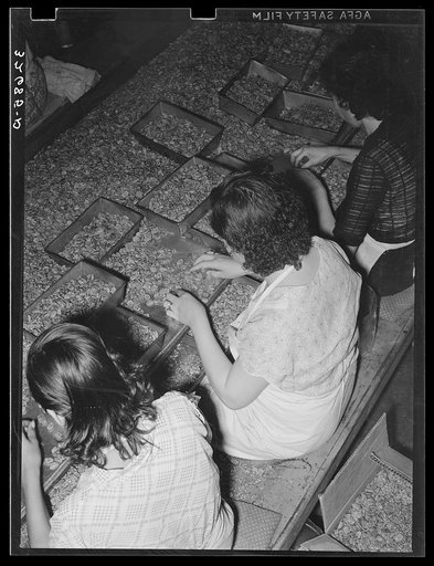 Separating the whole meats from the broken ones. Union plant. San Antonio, Texas