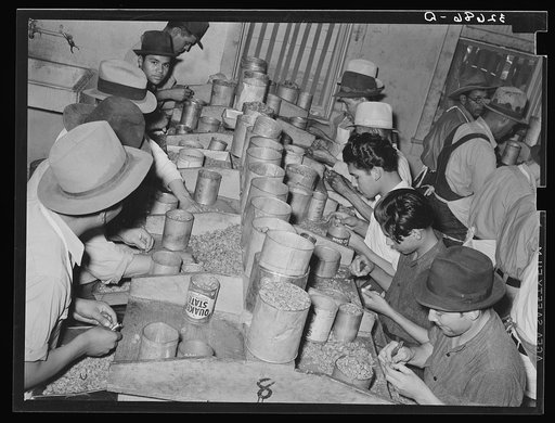 Mexican pecan shellers removing meats from shell. Union plant. San Antonio, Texas
